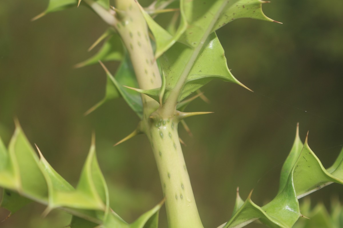 Acanthus ilicifolius L.